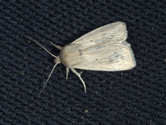 Leucania abdominalis