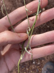 Duperreya commixta