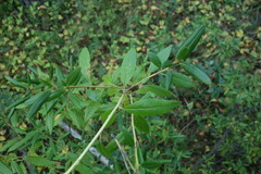 Rhododendron dauricum
