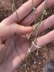 Duperreya commixta