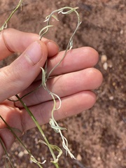 Duperreya commixta