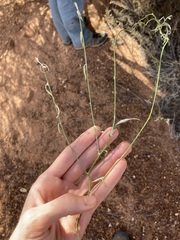 Duperreya commixta