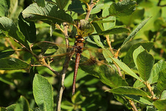 Aeshna grandis
