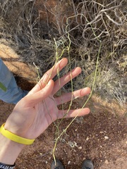 Duperreya commixta