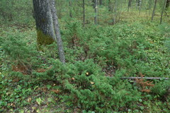 Juniperus communis saxatilis