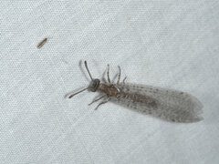 Protoplectrini