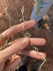 Duperreya commixta