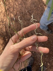 Duperreya commixta