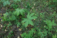 Filipendula palmata
