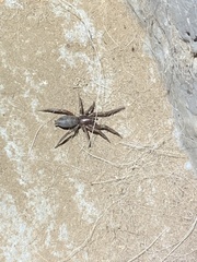 Gnaphosidae