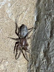 Gnaphosidae