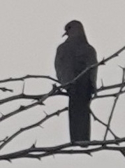 Streptopelia senegalensis