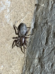 Gnaphosidae