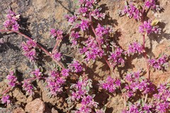 Aizoon paniculatum