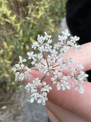 Peucedanum palustre