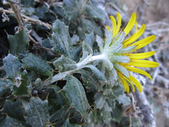 Berkheya coriacea