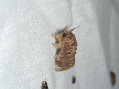 Pseudanapaea denotata