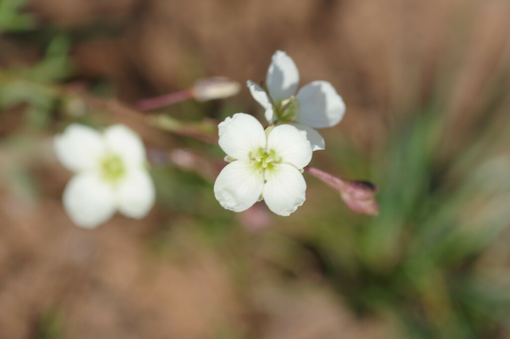 Heliophila collina