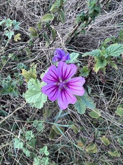 Malva sylvestris
