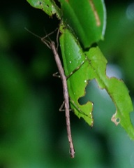 Phasmida