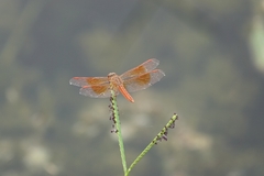 Brachythemis contaminata