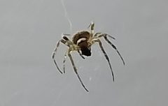 Araneinae