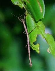 Phasmida