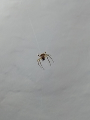 Araneinae