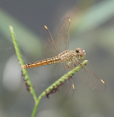 Brachythemis contaminata