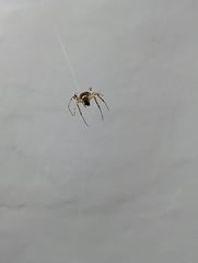Araneinae