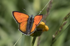 Lycaena hippothoe eurydame