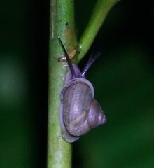 Cyclophoridae