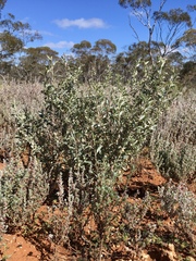 Atriplex stipitata