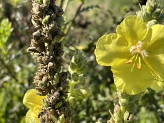 Verbascum phlomoides