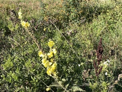Verbascum phlomoides