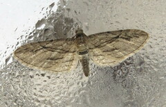 Eupithecia phoeniceata