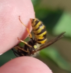 Vespula vulgaris