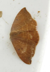 Watsonalla binaria