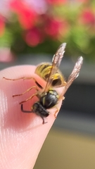 Vespula vulgaris
