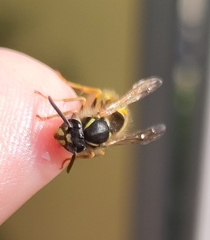 Vespula vulgaris