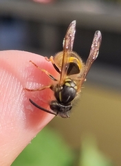 Vespula vulgaris