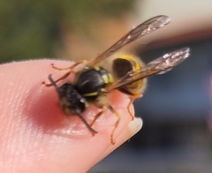 Vespula vulgaris