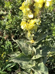 Verbascum phlomoides