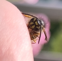 Vespula vulgaris