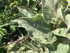 Verbascum phlomoides