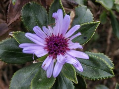 Macrolearia chathamica