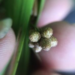 Scirpus ternatanus