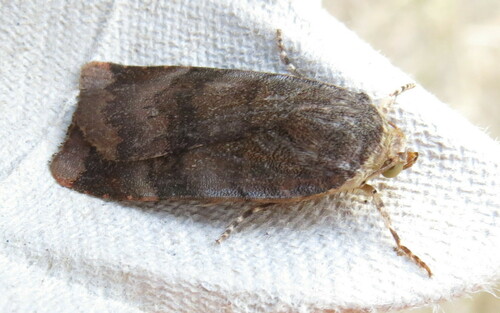 Lesser Broad-bordered Yellow Underwing photo 2