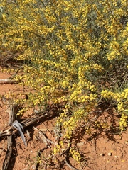 Acacia colletioides