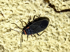 Melacoryphus rubicollis